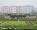 Agriculture urbaine et sécurité alimentaire